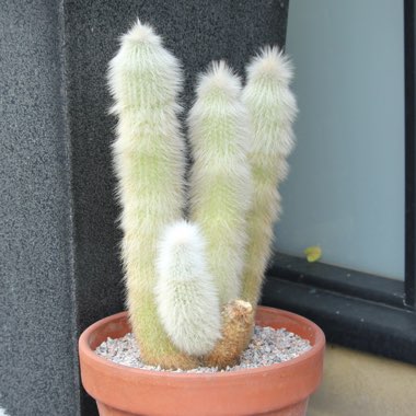 Cleistocactus strausii