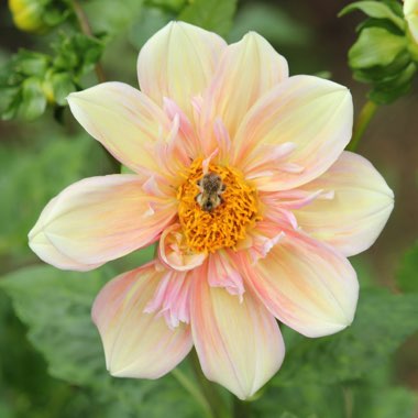 Dahlia 'Apple Blossom'