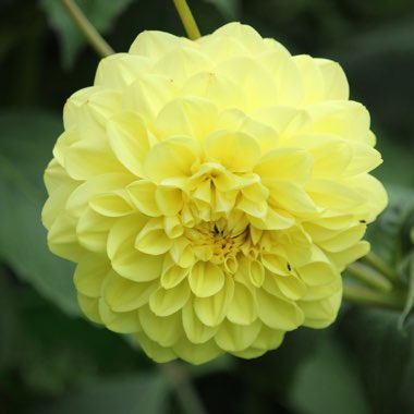 Dahlia 'Glorie van Heemstede'