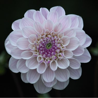 Dahlia 'Last Dance'