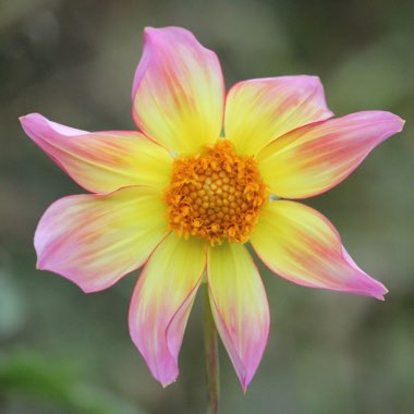 Dahlia 'Trelyn Seren'