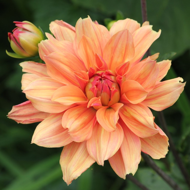 Plant image Dahlia 'Finchcocks'