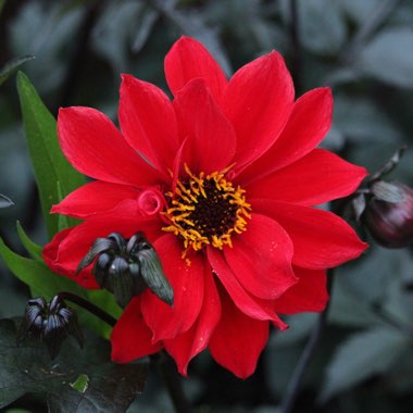 Dahlia 'Bishop of Llandaff'