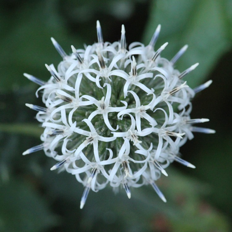 Plant image Echinops sphaerocephalus 'Arctic Glow'