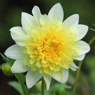 Dahlia 'Freya's Paso Doble'