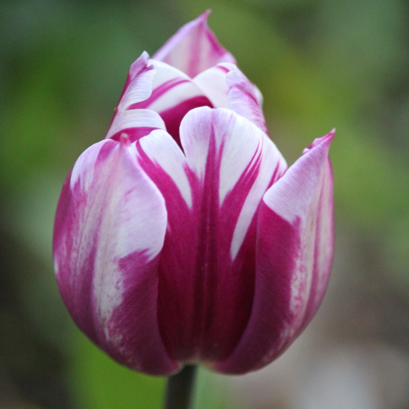 Tulipa 'Zurel' syn. Tulipa 'Blueberry Ripple'