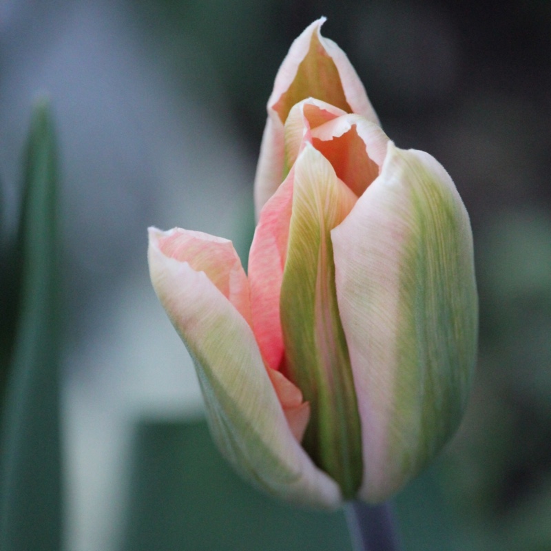 Tulipa 'Apricot Perfection'