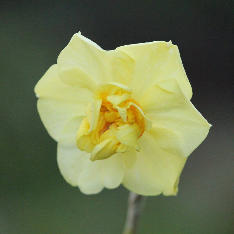 Narcissus 'Yellow Cheerfulness' syn. Narcissus 'Ruth Fox'