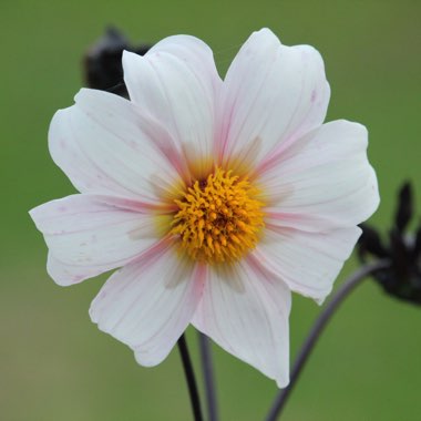 Dahlia 'Twyning's After Eight'