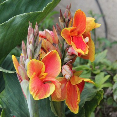 Canna 'Lucifer' syn. Canna indica 'Lucifer', Canna x ehemanii 'Lucifer'