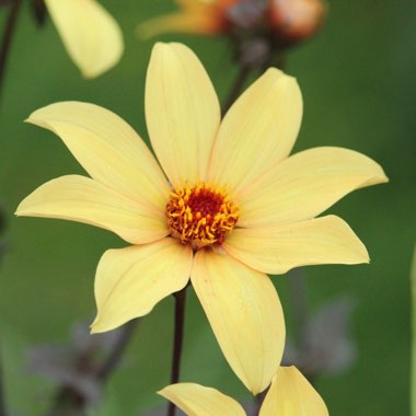 Dahlia 'Bishop of York'