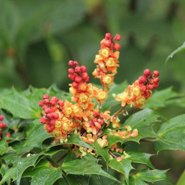 Mahonia nitens 'Cabaret'