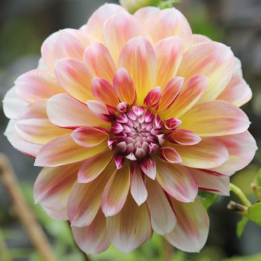 Dahlia 'Caribbean Fantasy'