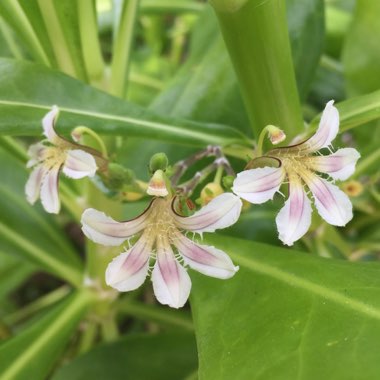 Scaevola taccada