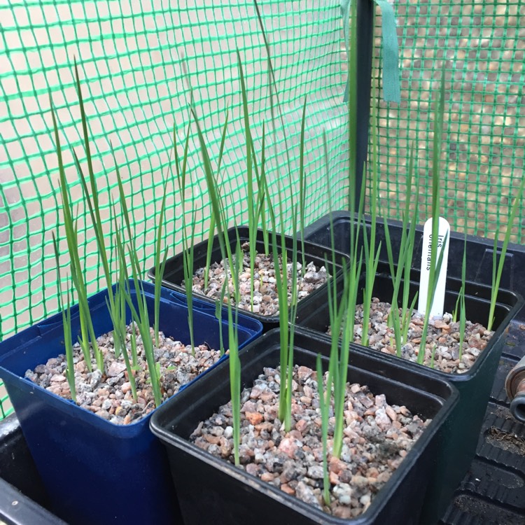 Plant image Iris orientalis syn. Iris gigantea, Iris monnieri, Iris ochroleuca, Iris orientalis 'Spuria', Iris spuria subsp. ochroleuca