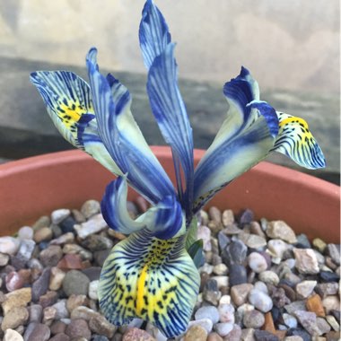 Iris 'Katharine Hodgkin' syn. Iris reticulata 'Katharine Hodgkin', Iris 'Injad Sherwood', Iris reticulata 'Injad Sherwood'