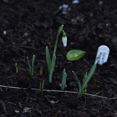 Galanthus nivalis 'Magnet'