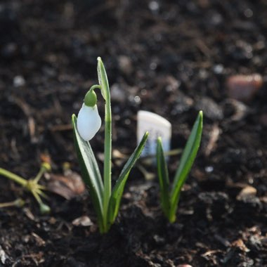 Galanthus plicatus 'Diggory'