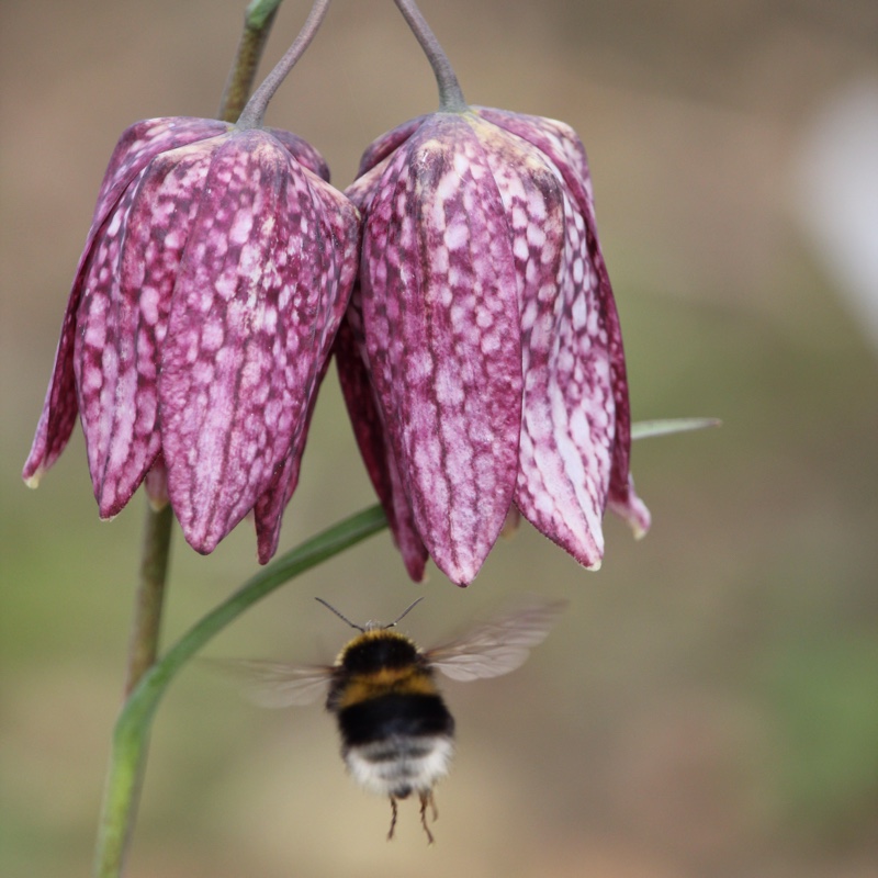 Fritillaria meleagris