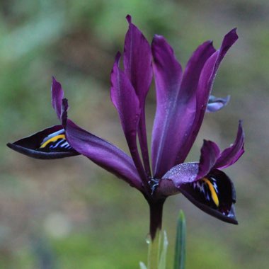 Iris 'George' syn. Iris reticulata 'George',  Iris histrioides 'George'