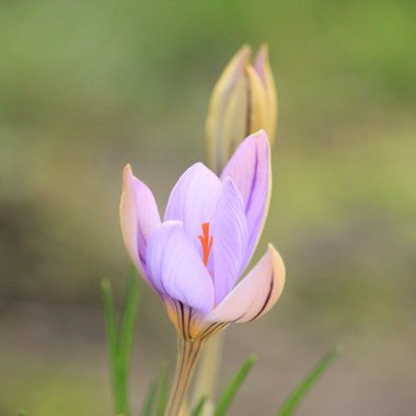 Crocus imperati subsp. suaveolens 'De Jager'