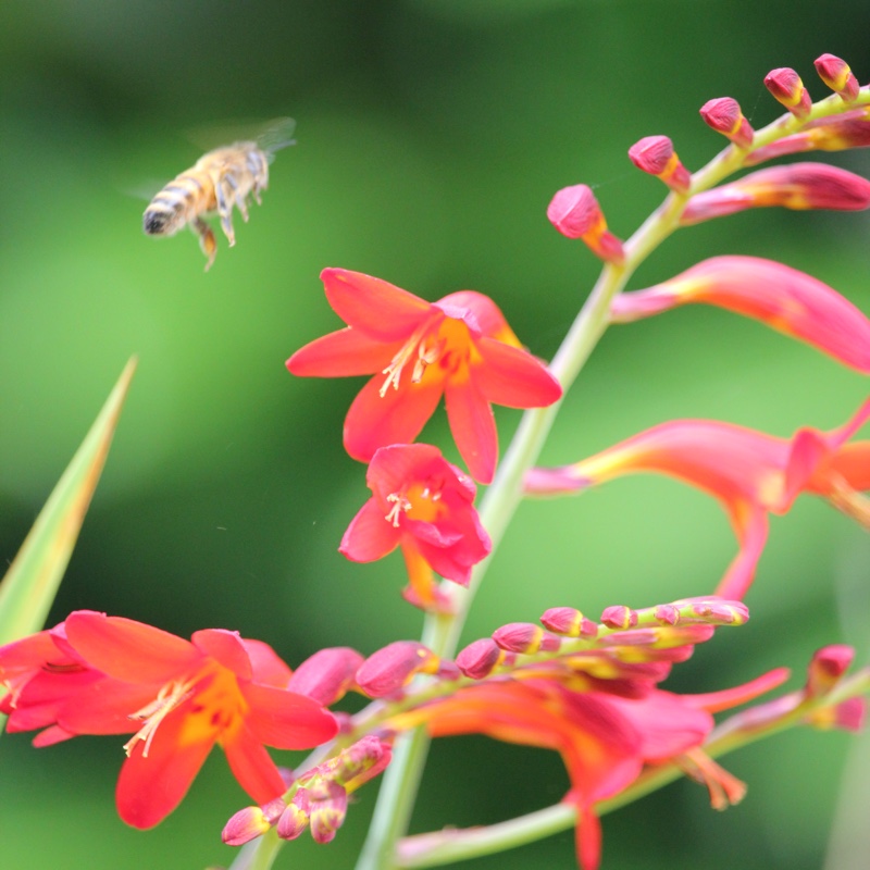 Crocosmia 'Lucifer'