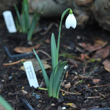 Galanthus 'S. Arnott' syn. Galanthus nivalis 'Sam Arnott'