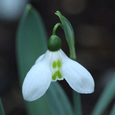 Galanthus elwesii 'Grumpy'