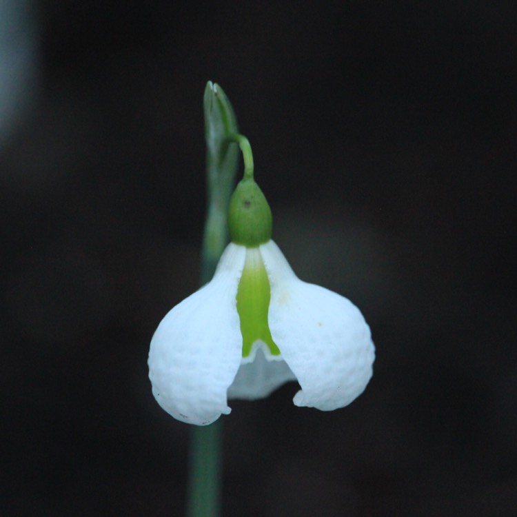 plant image 613821