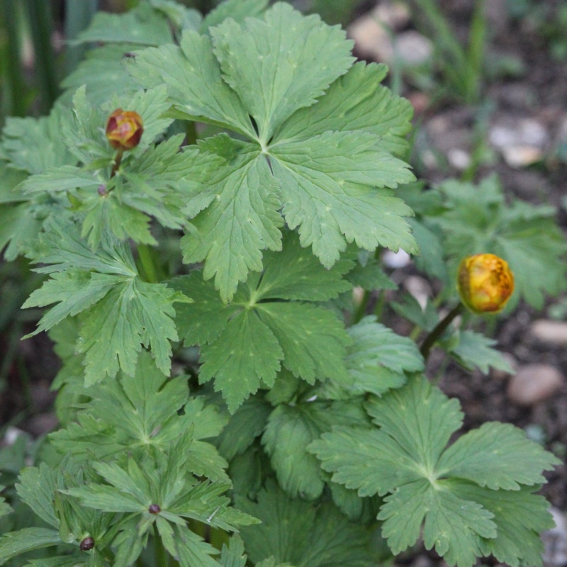 Plant image Trollius altaicus