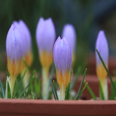 Crocus sieberi subsp. atticus 'Firefly'