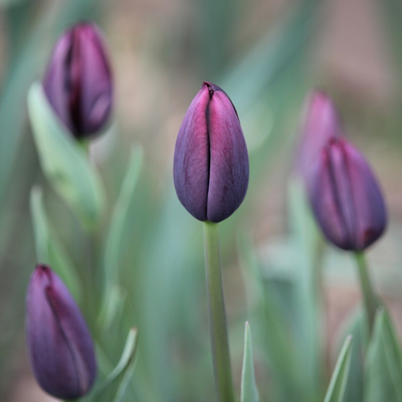 Tulipa 'Queen of Night'