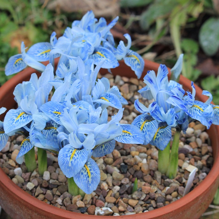 Plant image Iris 'Sheila Ann Germaney' syn. Iris reticulata 'Sheila Ann Germaney'