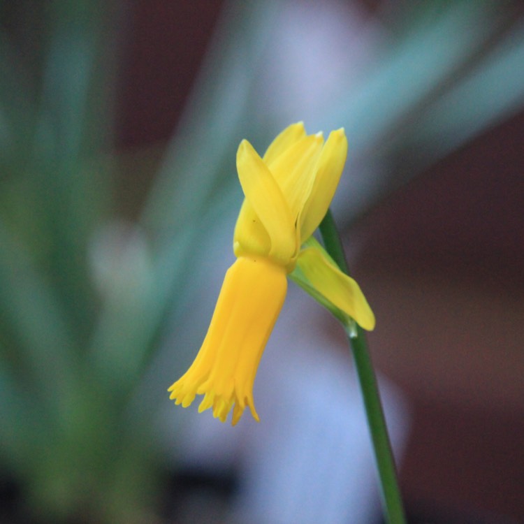 Plant image Narcissus cyclamineus