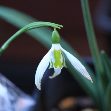 Galanthus elwesii 'Daphne's Scissors'