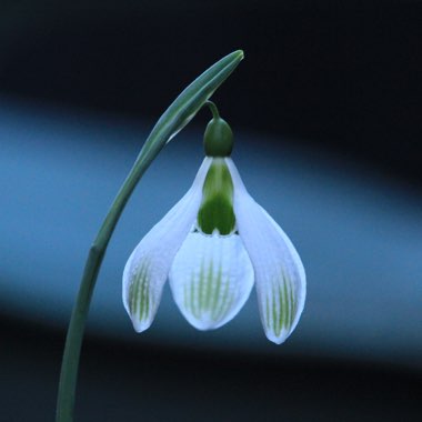 Galanthus plicatus 'Amy Doncaster'