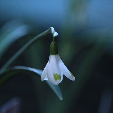 Galanthus plicatus 'Trymlet'