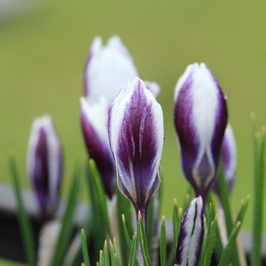 Crocus chrysanthus 'Ladykiller'