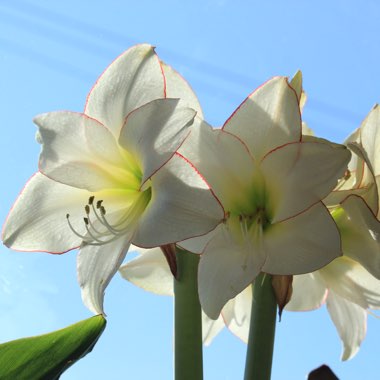 Hippeastrum (Diamond Group) 'Picotee'