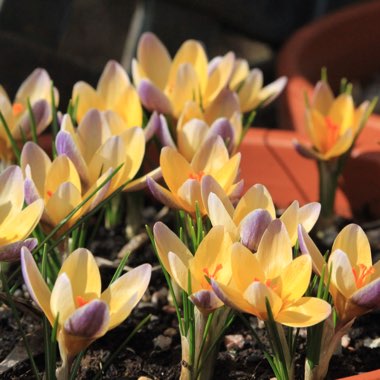 Crocus chrysanthus 'Advance'