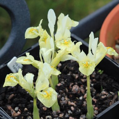 Iris 'Katherine's Gold' syn. Iris reticulata 'Katherine's Gold'