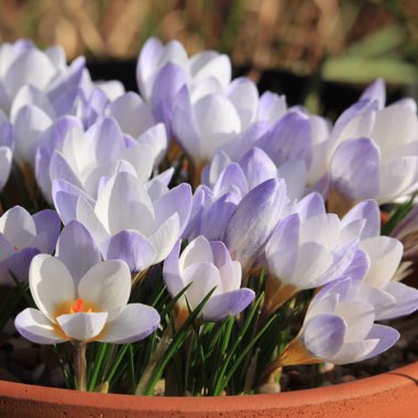 Crocus chrysanthus 'Blue Pearl' syn. Crocus biflorus 'Blue Pearl'