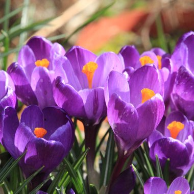 Crocus vernus 'Flower Record'