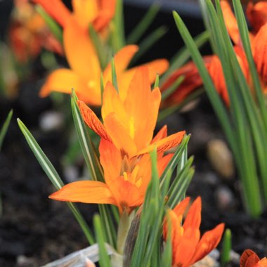 Crocus olivieri subsp. balansae 'Orange Monarch'