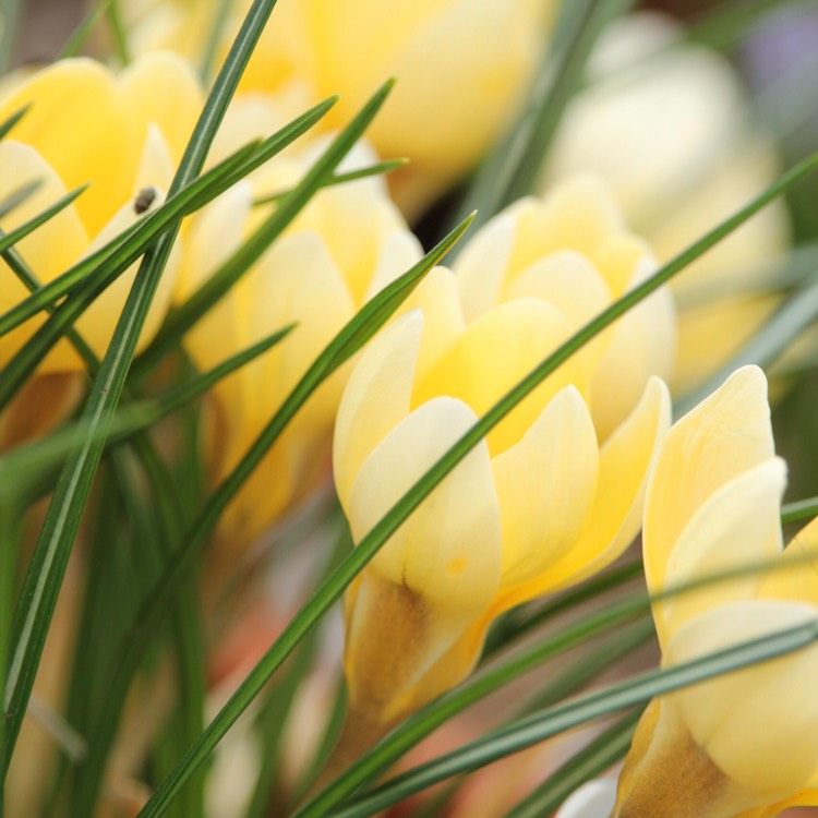 Plant image Crocus chrysanthus 'Romance'