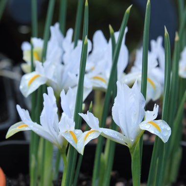 Iris 'White Caucasus' syn. Iris reticulata 'White Caucasus'