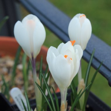 Crocus vernus subsp. albiflorus syn. Crocus albiflorus