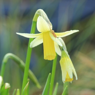 Narcissus 'Snipe'