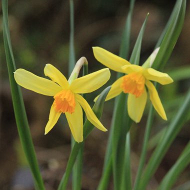 Narcissus 'Conspicuus' syn. Narcissus 'Barrii Conspicuus'