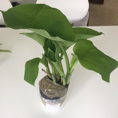 Hosta 'Canadian Blue'